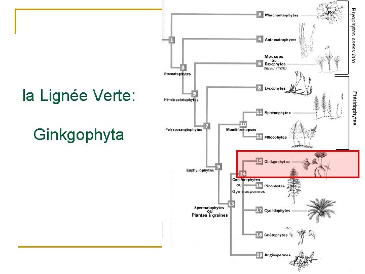 la Lignée Verte: Ginkgophyta 