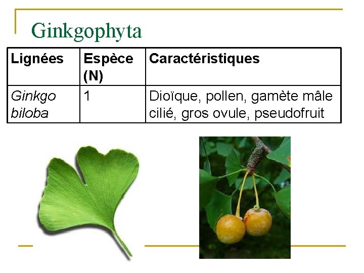 Ginkgophyta Lignées Ginkgo biloba Espèce (N) 1 Caractéristiques Dioïque, pollen, gamète mâle cilié, gros