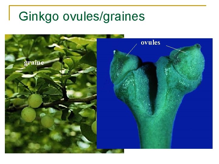 Ginkgo ovules/graines ovules graine 