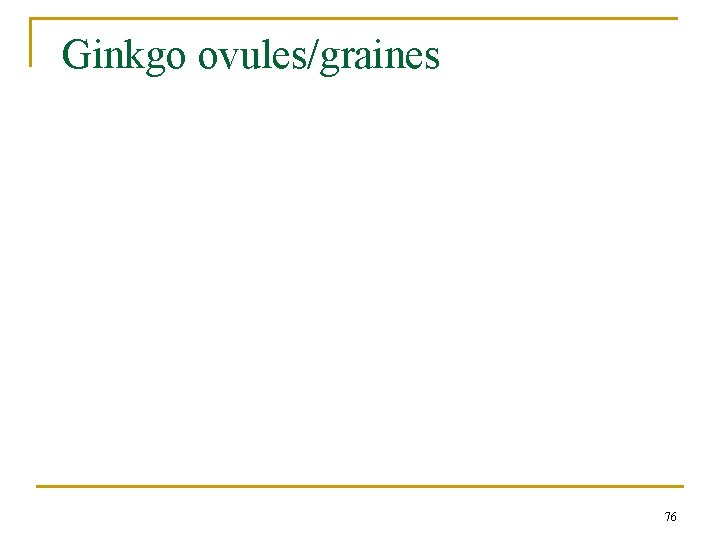 Ginkgo ovules/graines 76 