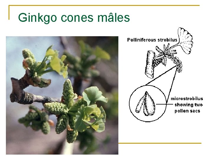 Ginkgo cones mâles 