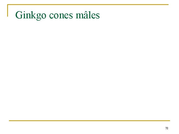 Ginkgo cones mâles 78 
