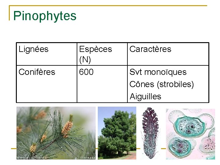 Pinophytes Lignées Conifères Espèces (N) 600 Caractères Svt monoïques Cônes (strobiles) Aiguilles 85 