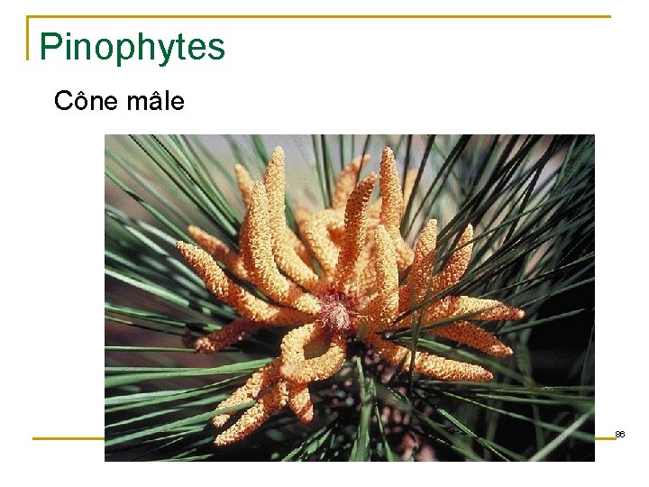 Pinophytes Cône mâle 86 