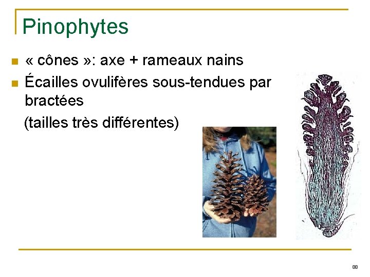 Pinophytes « cônes » : axe + rameaux nains n Écailles ovulifères sous-tendues par