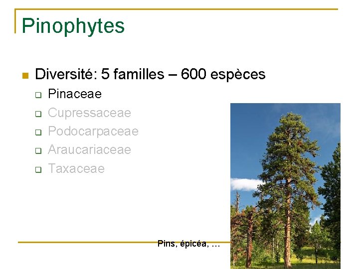 Pinophytes n Diversité: 5 familles – 600 espèces q q q Pinaceae Cupressaceae Podocarpaceae