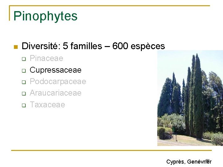 Pinophytes n Diversité: 5 familles – 600 espèces q q q Pinaceae Cupressaceae Podocarpaceae