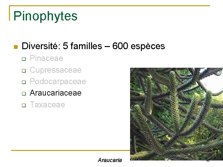 Pinophytes n Diversité: 5 familles – 600 espèces q q q Pinaceae Cupressaceae Podocarpaceae