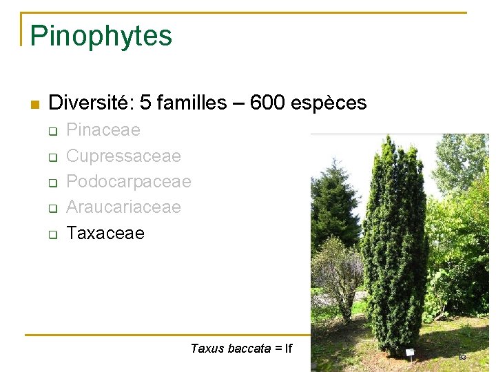 Pinophytes n Diversité: 5 familles – 600 espèces q q q Pinaceae Cupressaceae Podocarpaceae