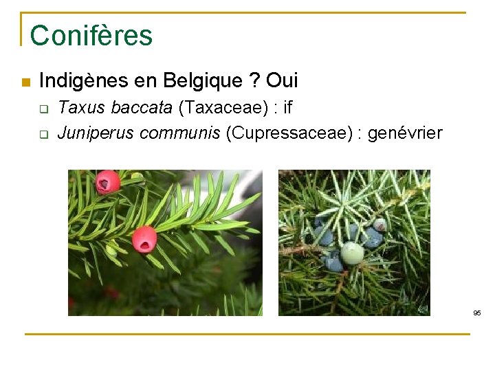 Conifères n Indigènes en Belgique ? Oui q q Taxus baccata (Taxaceae) : if