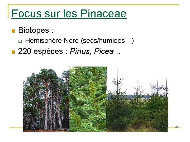 Focus sur les Pinaceae n Biotopes : q n Hémisphère Nord (secs/humides…) 220 espèces