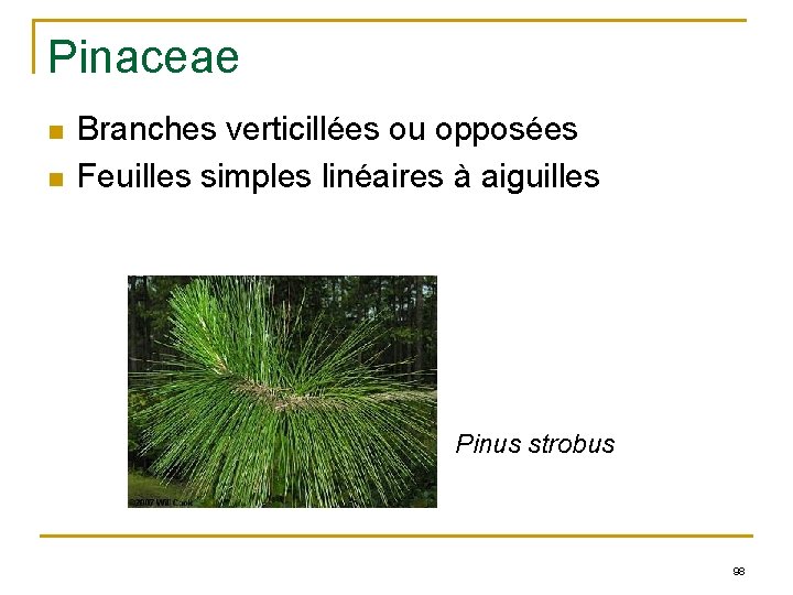 Pinaceae n n Branches verticillées ou opposées Feuilles simples linéaires à aiguilles Pinus strobus
