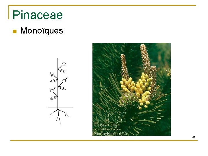 Pinaceae n Monoïques 99 