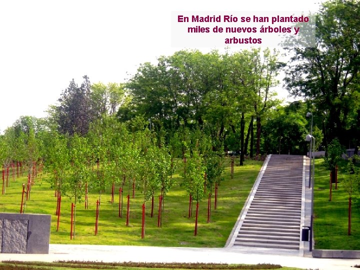 En Madrid Río se han plantado miles de nuevos árboles y arbustos 