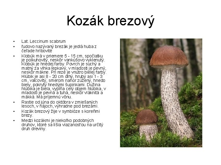 Kozák brezový • • • Lat. Leccinum scabrum ľudovo nazývaný brezák je jedlá huba