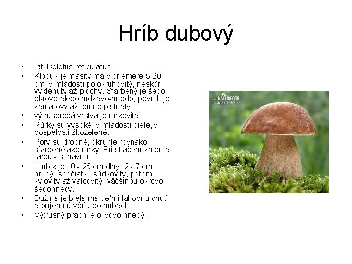 Hríb dubový • • lat. Boletus reticulatus Klobúk je mäsitý má v priemere 5