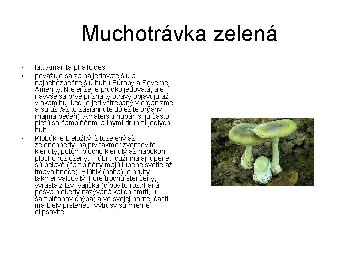 Muchotrávka zelená • • • lat. Amanita phalloides považuje sa za najjedovatejšiu a najnebezpečnejšiu