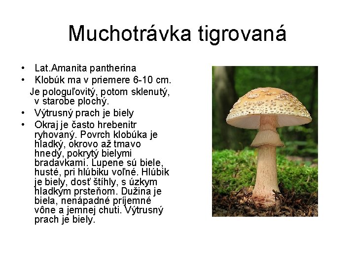 Muchotrávka tigrovaná • Lat. Amanita pantherina • Klobúk ma v priemere 6 -10 cm.