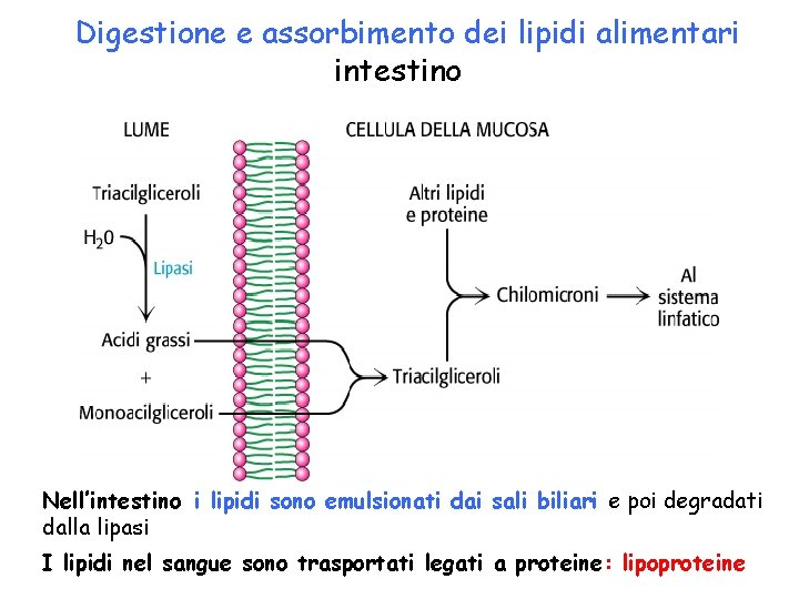 Digestione e assorbimento dei lipidi alimentari intestino Nell’intestino i lipidi sono emulsionati dai sali
