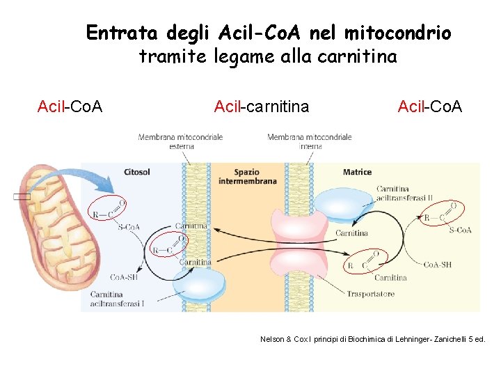 Entrata degli Acil-Co. A nel mitocondrio tramite legame alla carnitina Acil-Co. A Acil-carnitina Acil-Co.