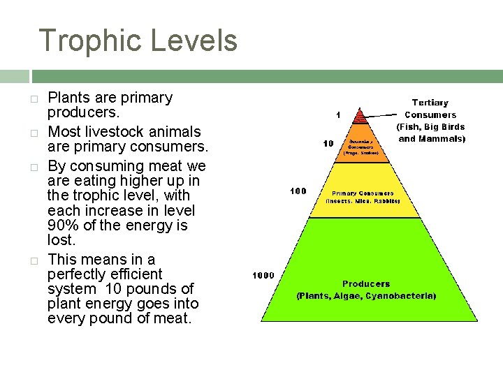 Trophic Levels Plants are primary producers. Most livestock animals are primary consumers. By consuming