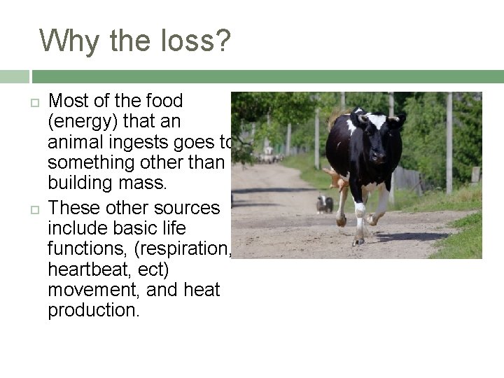 Why the loss? Most of the food (energy) that an animal ingests goes to