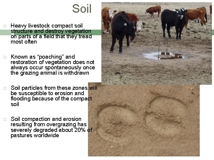 Soil Heavy livestock compact soil structure and destroy vegetation on parts of a field