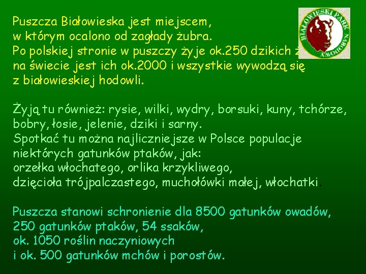 Puszcza Białowieska jest miejscem, w którym ocalono od zagłady żubra. Po polskiej stronie w