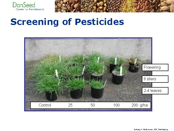 Screening of Pesticides Flowering 6 tillers 2 -4 leaves Control 25 50 100 200