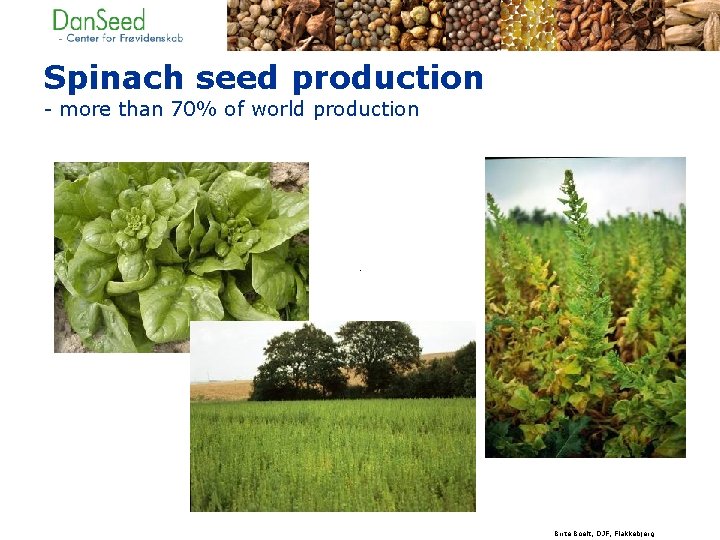 Spinach seed production - more than 70% of world production Birte Boelt, DJF, Flakkebjerg