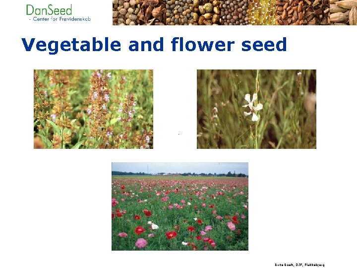 Vegetable and flower seed Birte Boelt, DJF, Flakkebjerg 