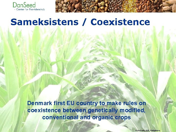 Sameksistens / Coexistence Denmark first EU country to make rules on coexistence between genetically