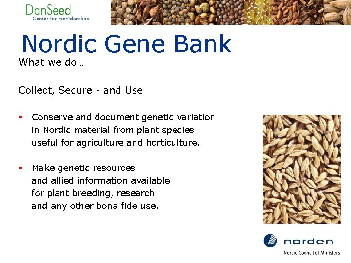 Nordic Gene Bank What we do… Collect, Secure - and Use § Conserve and