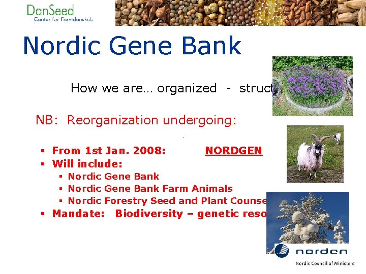 Nordic Gene Bank How we are… organized - structure NB: Reorganization undergoing: § From