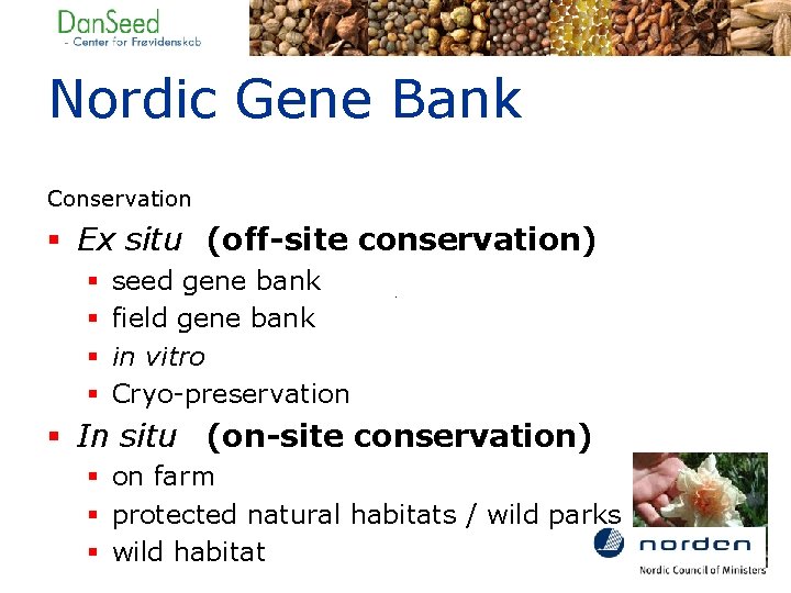 Nordic Gene Bank Conservation § Ex situ (off-site conservation) § § seed gene bank