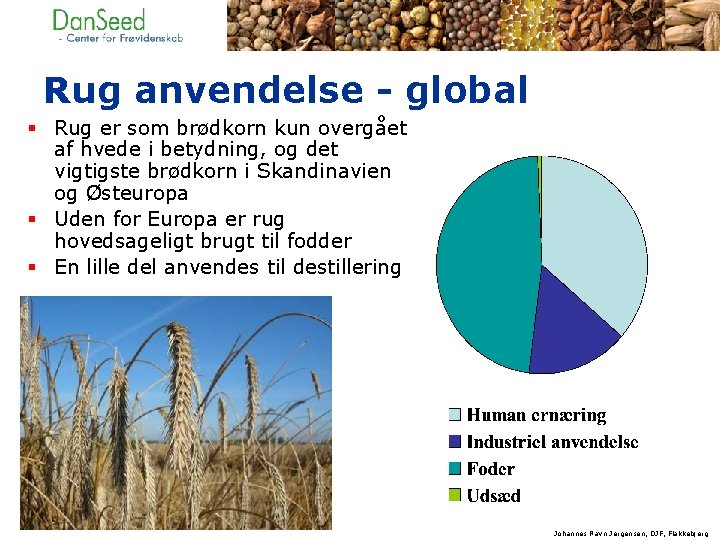 Rug anvendelse - global § Rug er som brødkorn kun overgået af hvede i