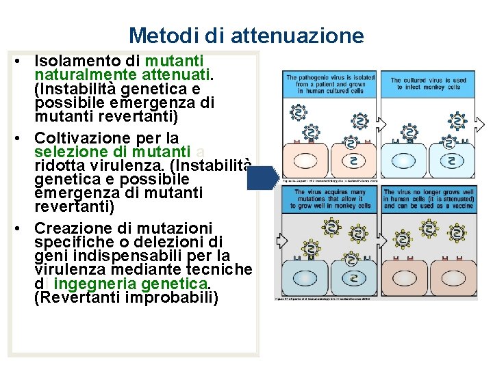 Metodi di attenuazione • Isolamento di mutanti naturalmente attenuati. (Instabilità genetica e possibile emergenza