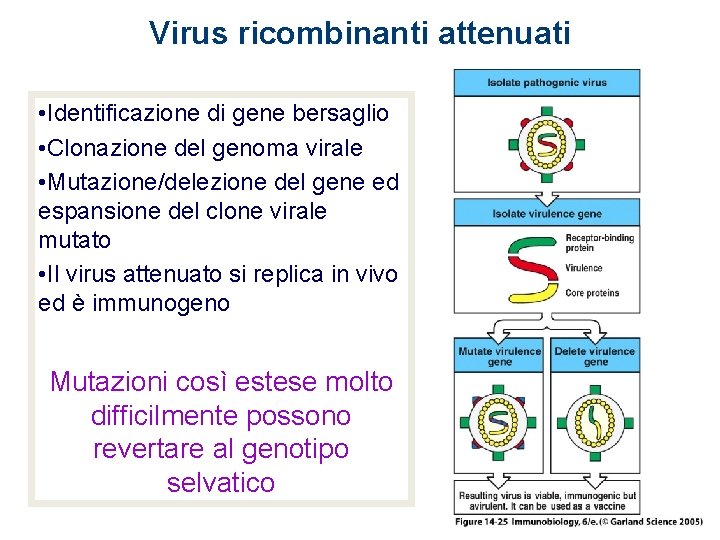 Virus ricombinanti attenuati • Identificazione di gene bersaglio • Clonazione del genoma virale •