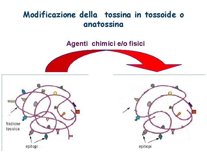 Modificazione della tossina in tossoide o anatossina Agenti chimici e/o fisici 