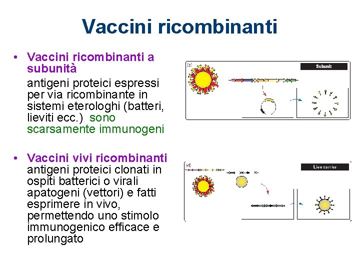 Vaccini ricombinanti • Vaccini ricombinanti a subunità antigeni proteici espressi per via ricombinante in