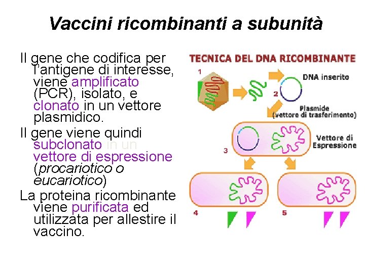 Vaccini ricombinanti a subunità Il gene che codifica per l’antigene di interesse, viene amplificato