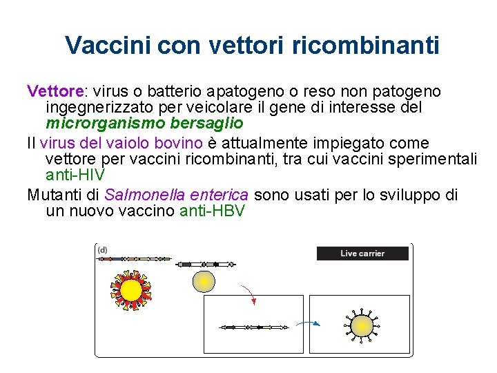 Vaccini con vettori ricombinanti Vettore: virus o batterio apatogeno o reso non patogeno ingegnerizzato