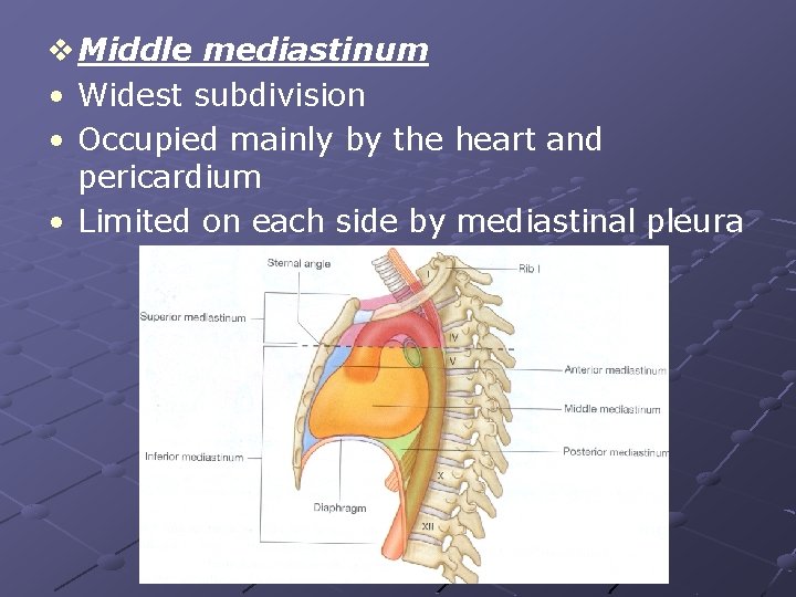 v Middle mediastinum • Widest subdivision • Occupied mainly by the heart and pericardium