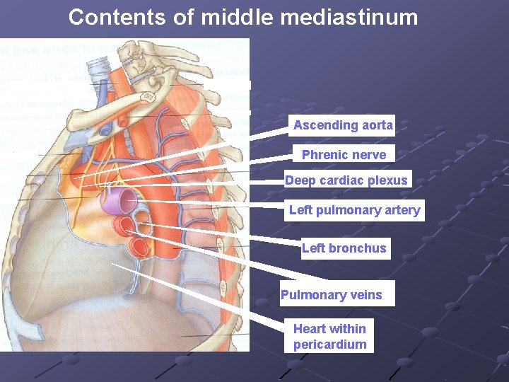 Contents of middle mediastinum Ascending aorta Phrenic nerve Deep cardiac plexus Left pulmonary artery