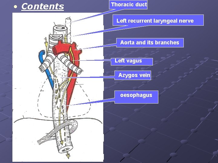  • Contents Thoracic duct Left recurrent laryngeal nerve Aorta and its branches Left