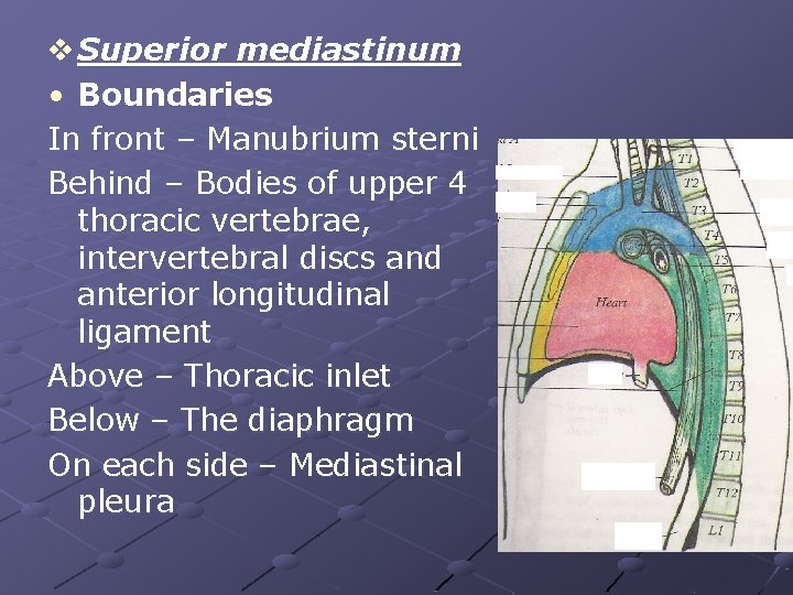 v Superior mediastinum • Boundaries In front – Manubrium sterni Behind – Bodies of