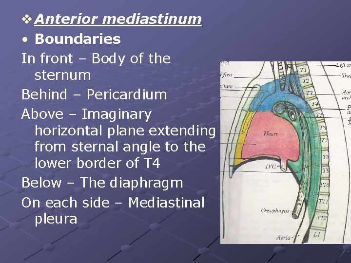 v Anterior mediastinum • Boundaries In front – Body of the sternum Behind –