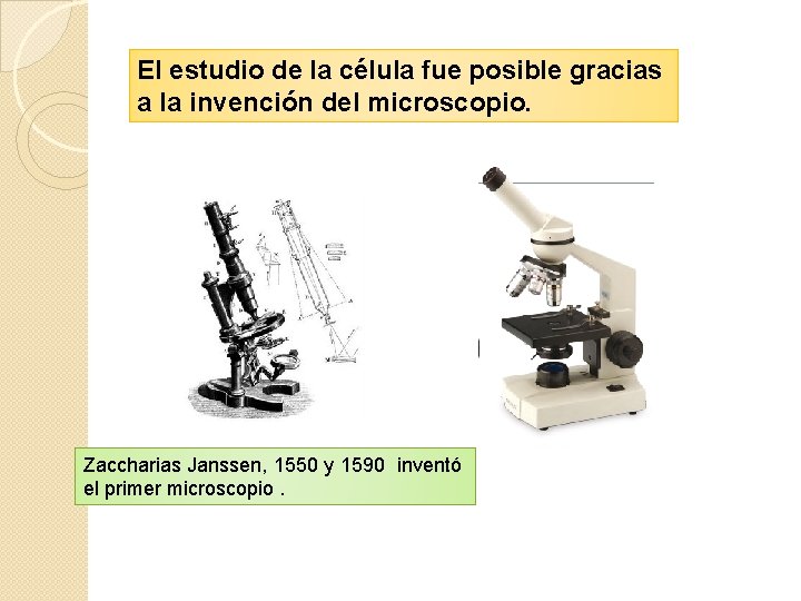 El estudio de la célula fue posible gracias a la invención del microscopio. Zaccharias