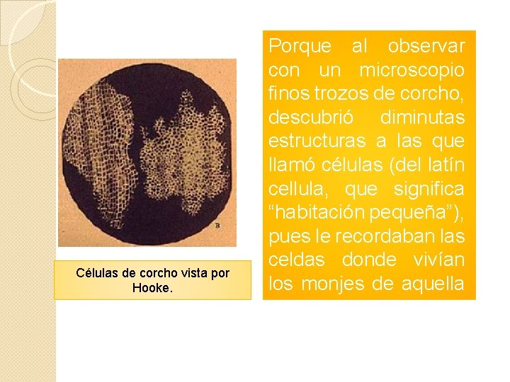 Células de corcho vista por Hooke. Porque al observar con un microscopio finos trozos