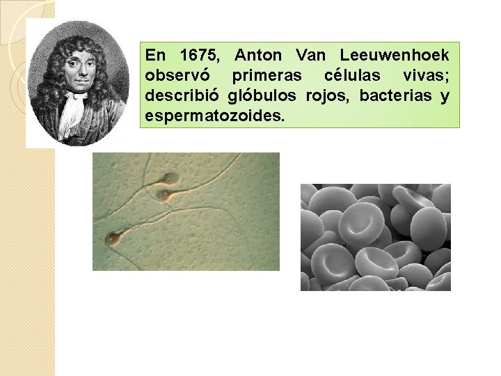 En 1675, Anton Van Leeuwenhoek observó primeras células vivas; describió glóbulos rojos, bacterias y